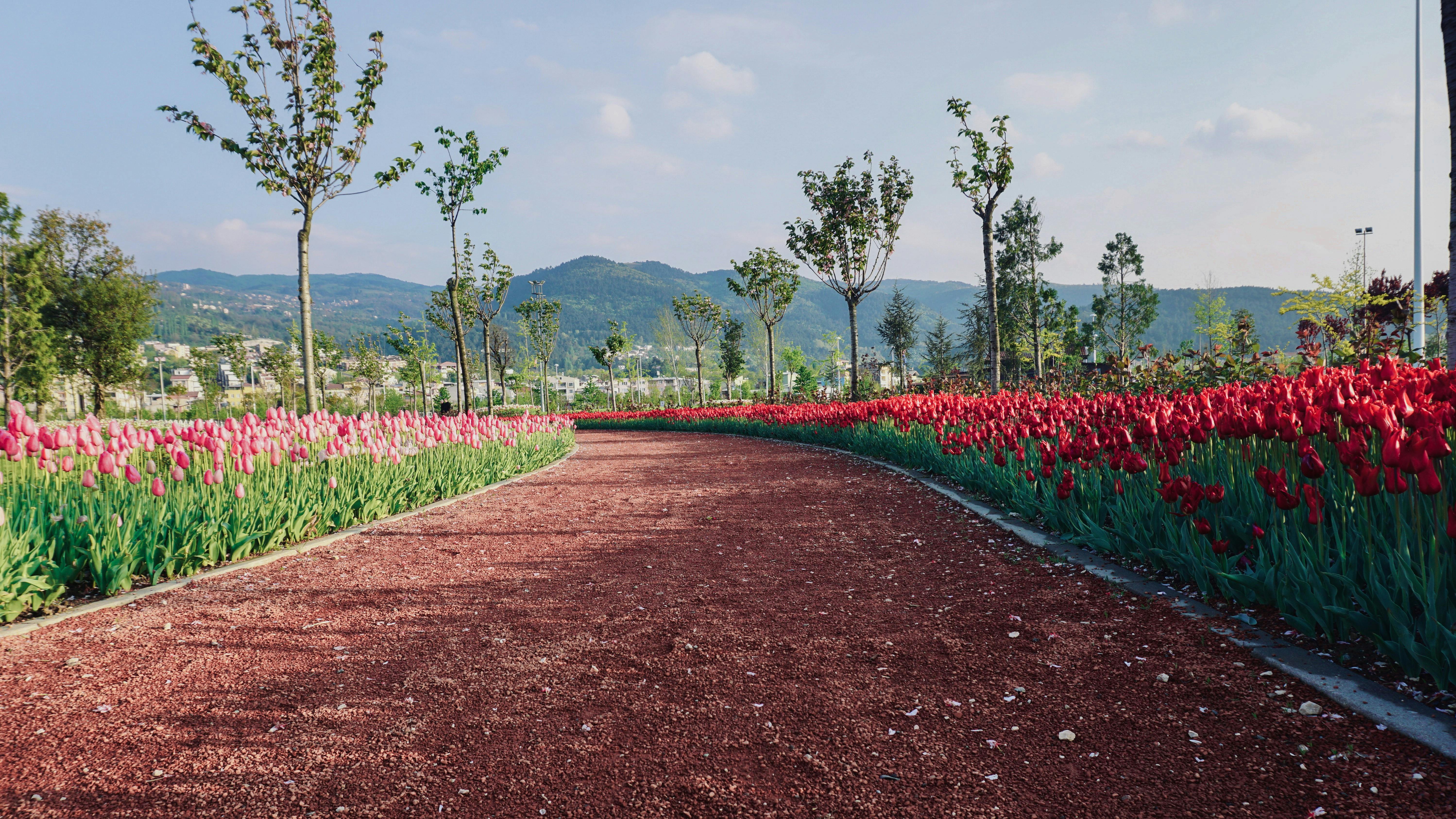チューリップ フィールド フラワーズ フローラ 土地 山 庭園 経路 緑の木々 色 見通し 青空 風景の無料の写真素材