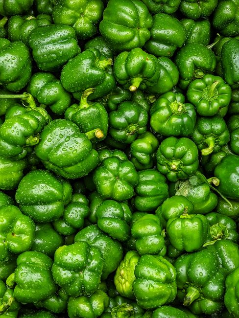 A vibrant collection of fresh green bell peppers covered in dew drops, perfect for healthy eating themes.