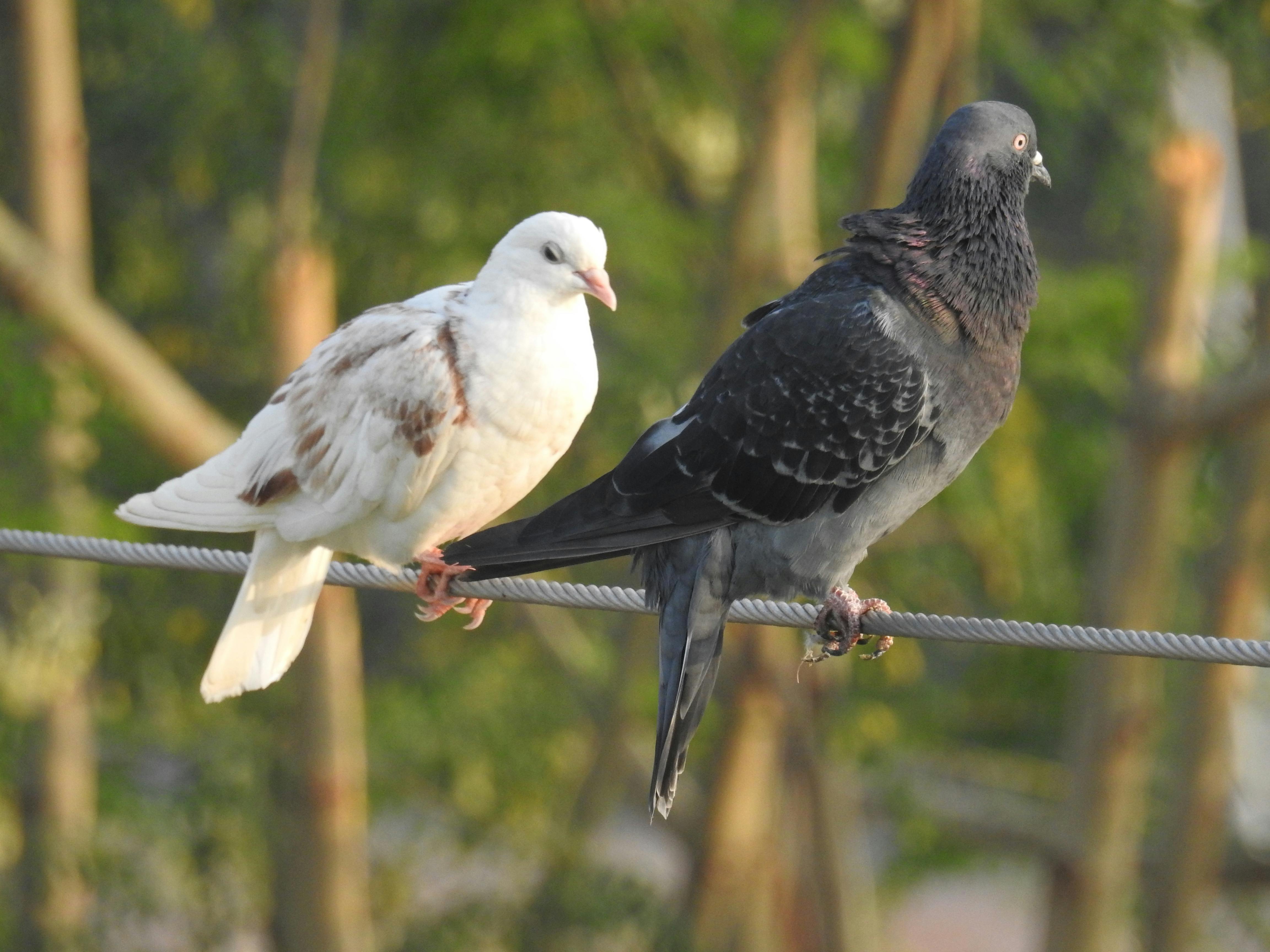 Free stock photo of pigeons, two pigeons sitting
