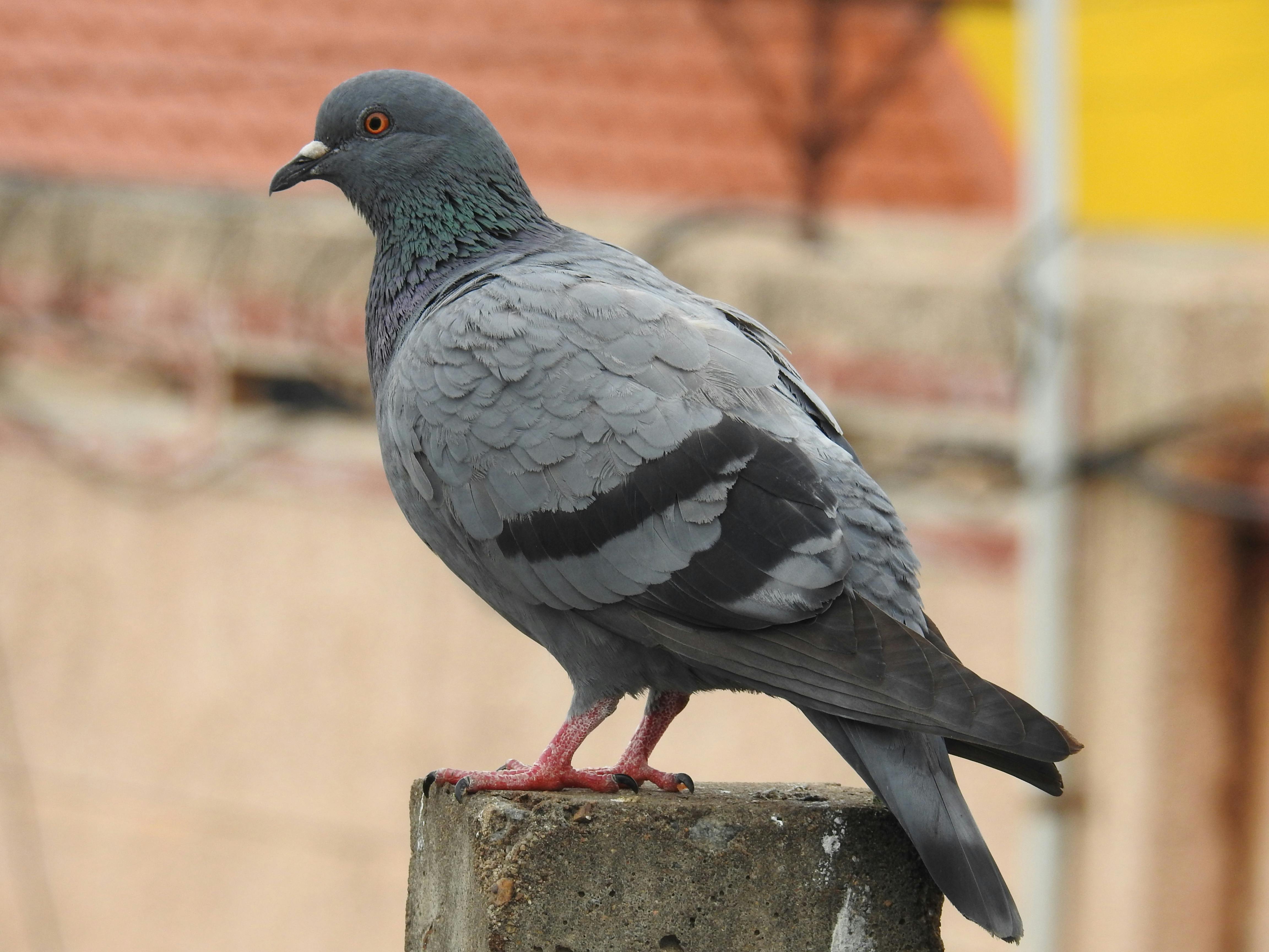 Free stock photo of pigeon