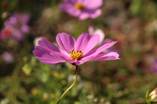 Bright blooming cosmos flower growing in summer garden