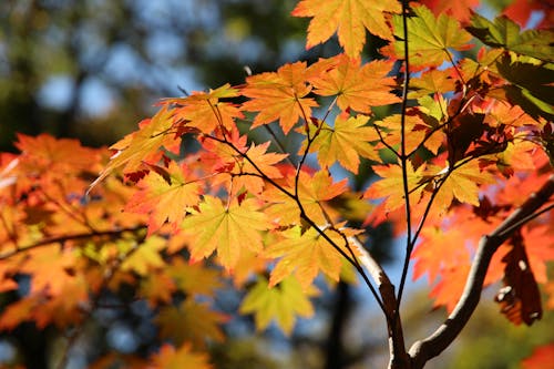 Gratuit Photos gratuites de arrière-plan flou, automne, branches d'arbre Photos
