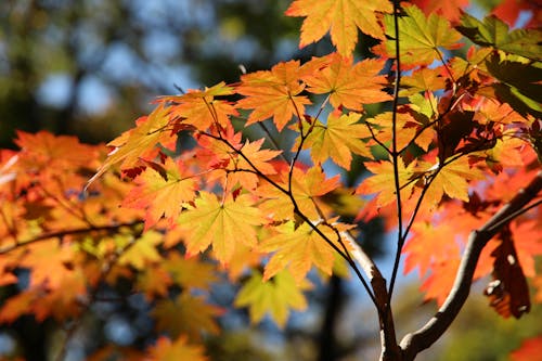 Foto d'estoc gratuïta de a l'aire lliure, branques d'arbre, colors de tardor