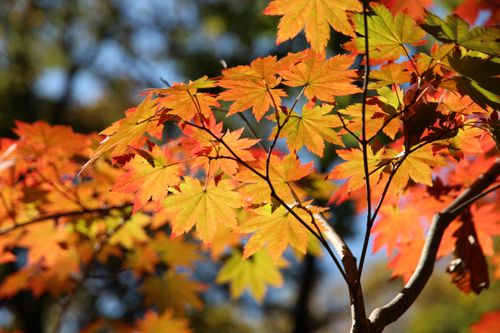 Free Close-up of colorful maple leaves during fall with sunlight filtering through. Stock Photo