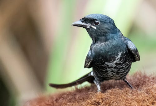 Small black bird of crow family Corvidae