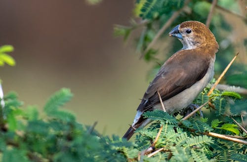 Side view of white throated munia small passerine bird perching on tree branch with green leaves