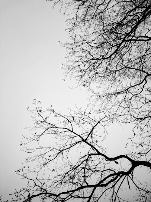 Ilmainen kuvapankkikuva tunnisteilla harmaasävyt, kuva alakulmasta, leafless puu