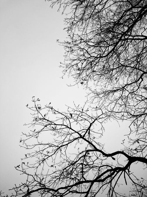Free Captivating grayscale shot of intricate leafless tree branches against a clear sky, showcasing nature's art. Stock Photo