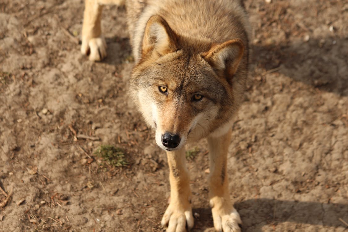 A wolf staring