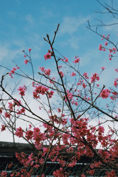 Kostnadsfri bild av blå himmel, blomfotografi, blomma bakgrund