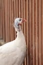 White Chicken Standing Near Brown Wooden Fence