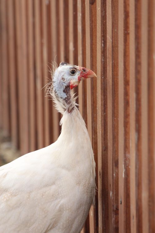 Free Detailed close-up of a guinea fowl standing next to a wooden fence outdoors. Stock Photo