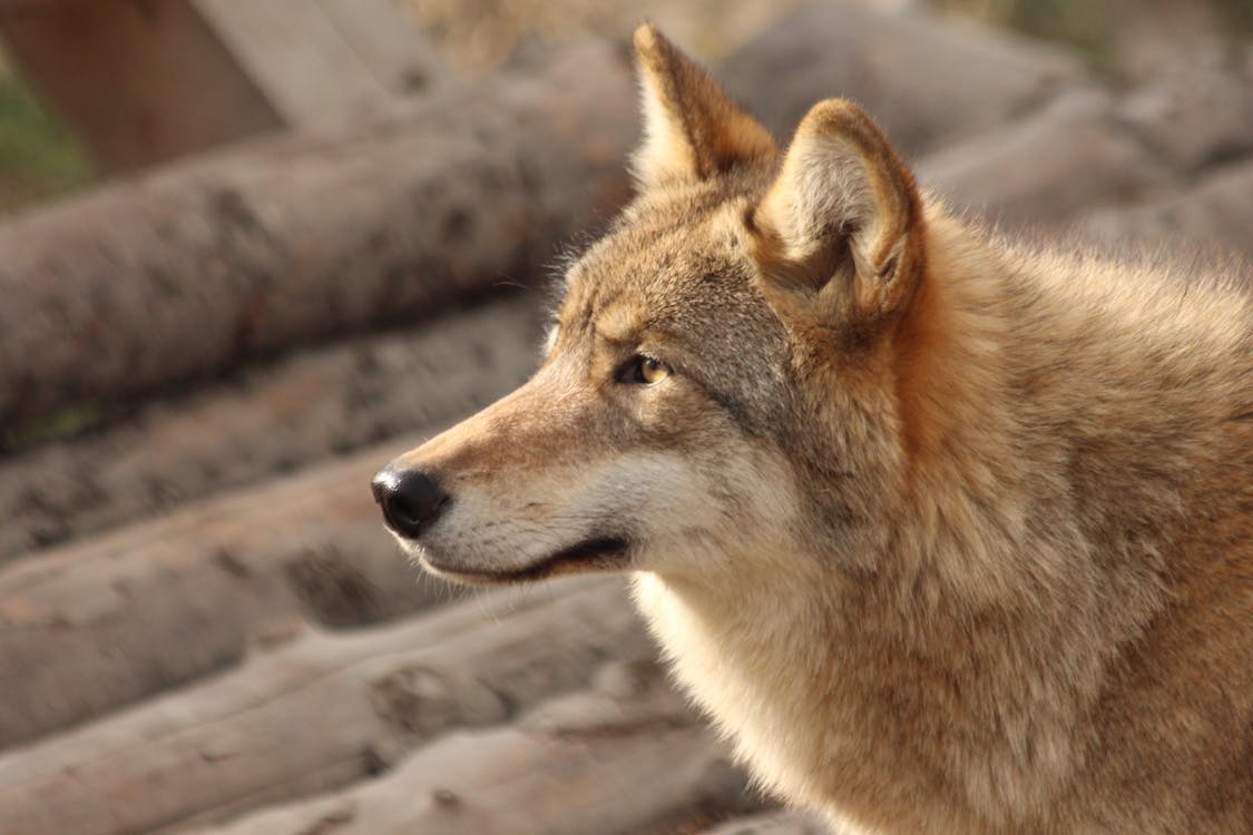 brown wolf staring at prey