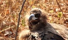 Close Up Shot of Cinereous Vulture