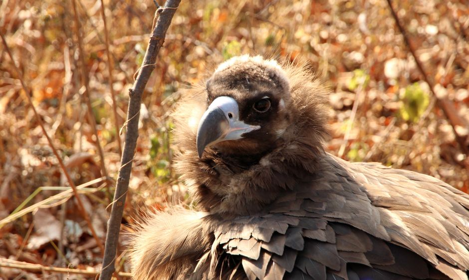 Detailed close-up of a Cinereous Vulture showcasing its plumage and habitat.