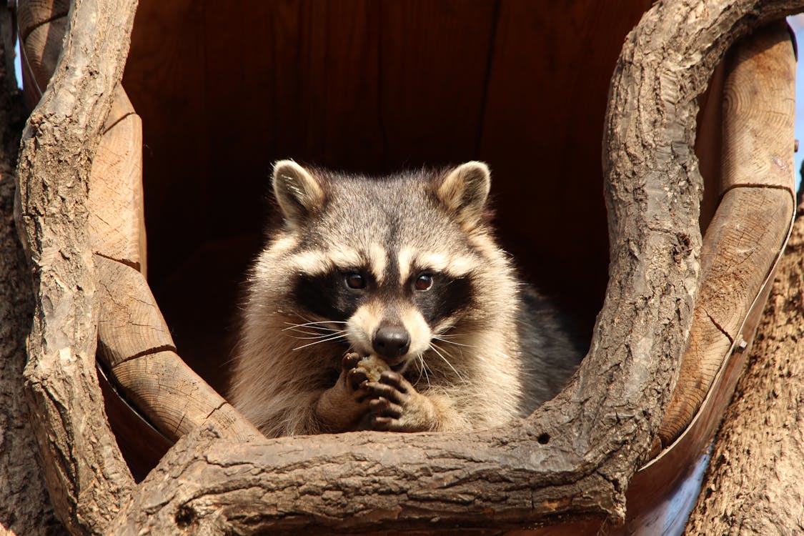 Free A Raccoon on a Wooden Shelter Stock Photo
