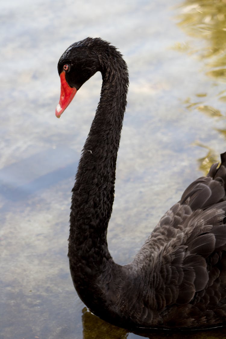 Black Swan On Water