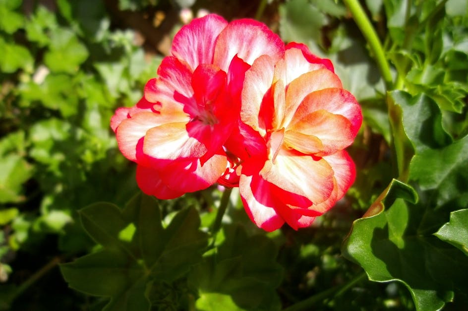 Free stock photo of geranium