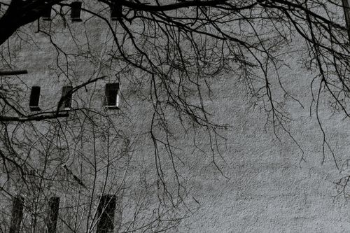 Free Black and white of leafless tree with wavy branches growing near aged stone construction in daylight Stock Photo