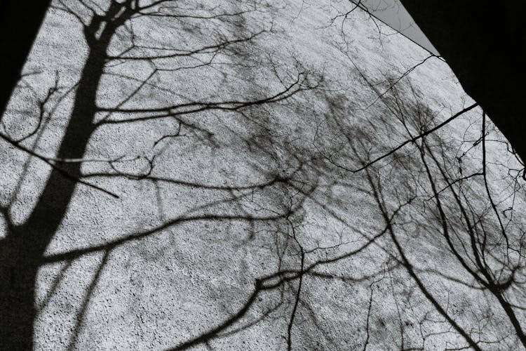 Shadow Of Trees On Tall Wall