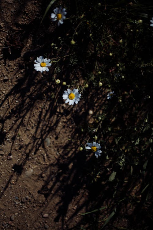 Blooming flowers growing on ground in nature