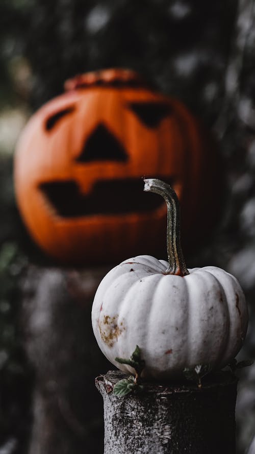 A Squash and an Orange Pumpkin on Wooden Logs