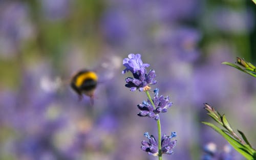 Free stock photo of bumblebee, lavender flower, out of focus