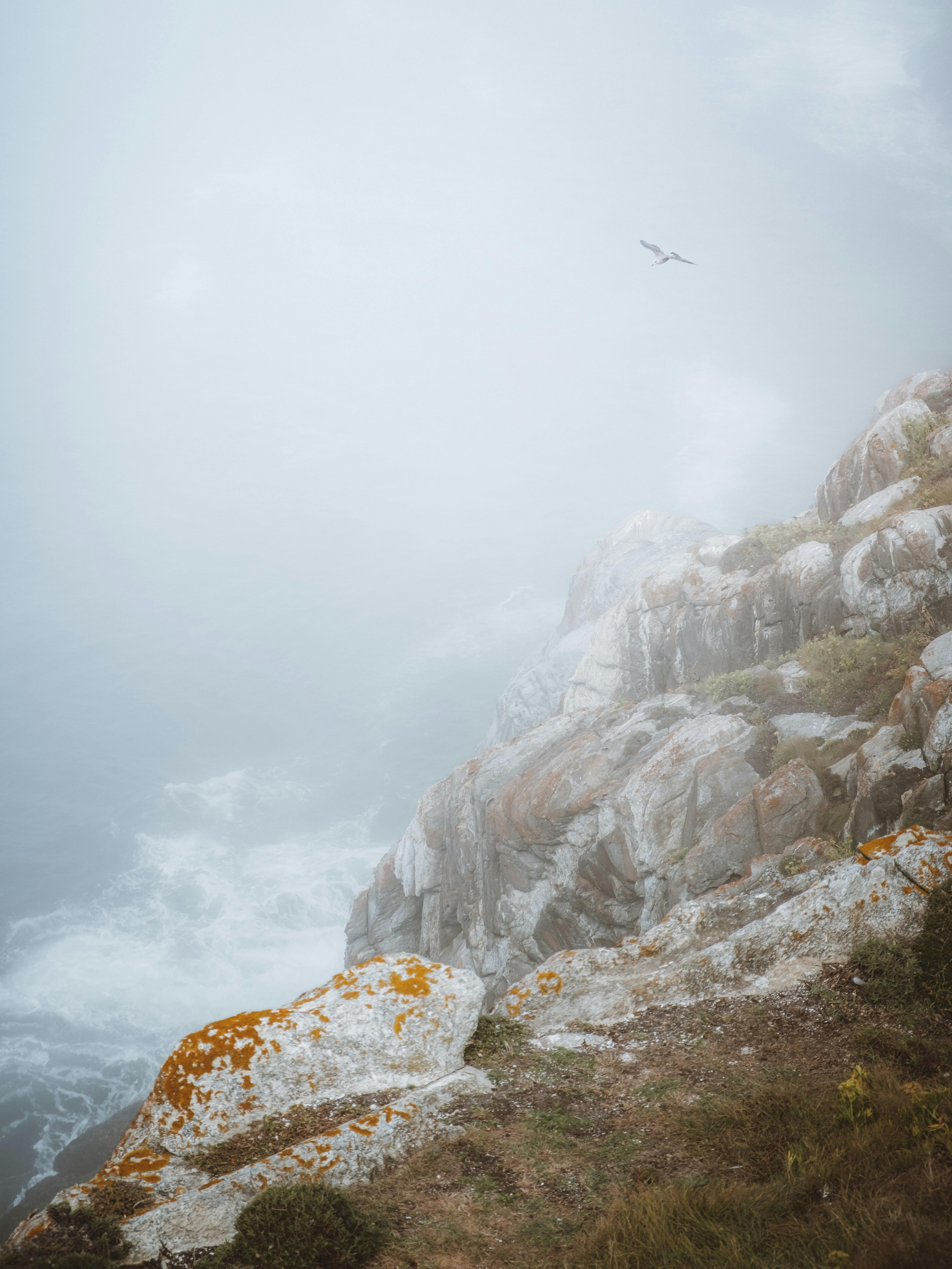 Misty coastal cliffs and seagull in Galicia, Spain, creating a serene nature scene.