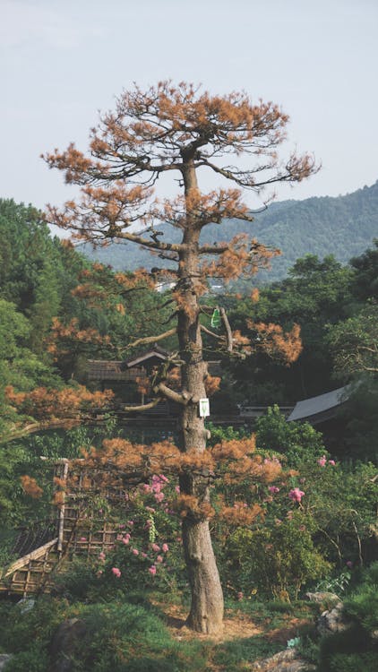 Immagine gratuita di albero, alto, autunno