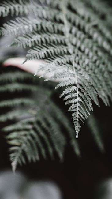 Macro shot of lush green fern leaf showcasing intricate patterns and depth of field.