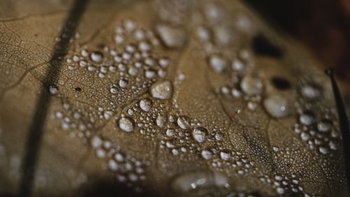 Free Detailed macro shot highlighting dew drops on a brown leaf with intricate vein patterns. Stock Photo