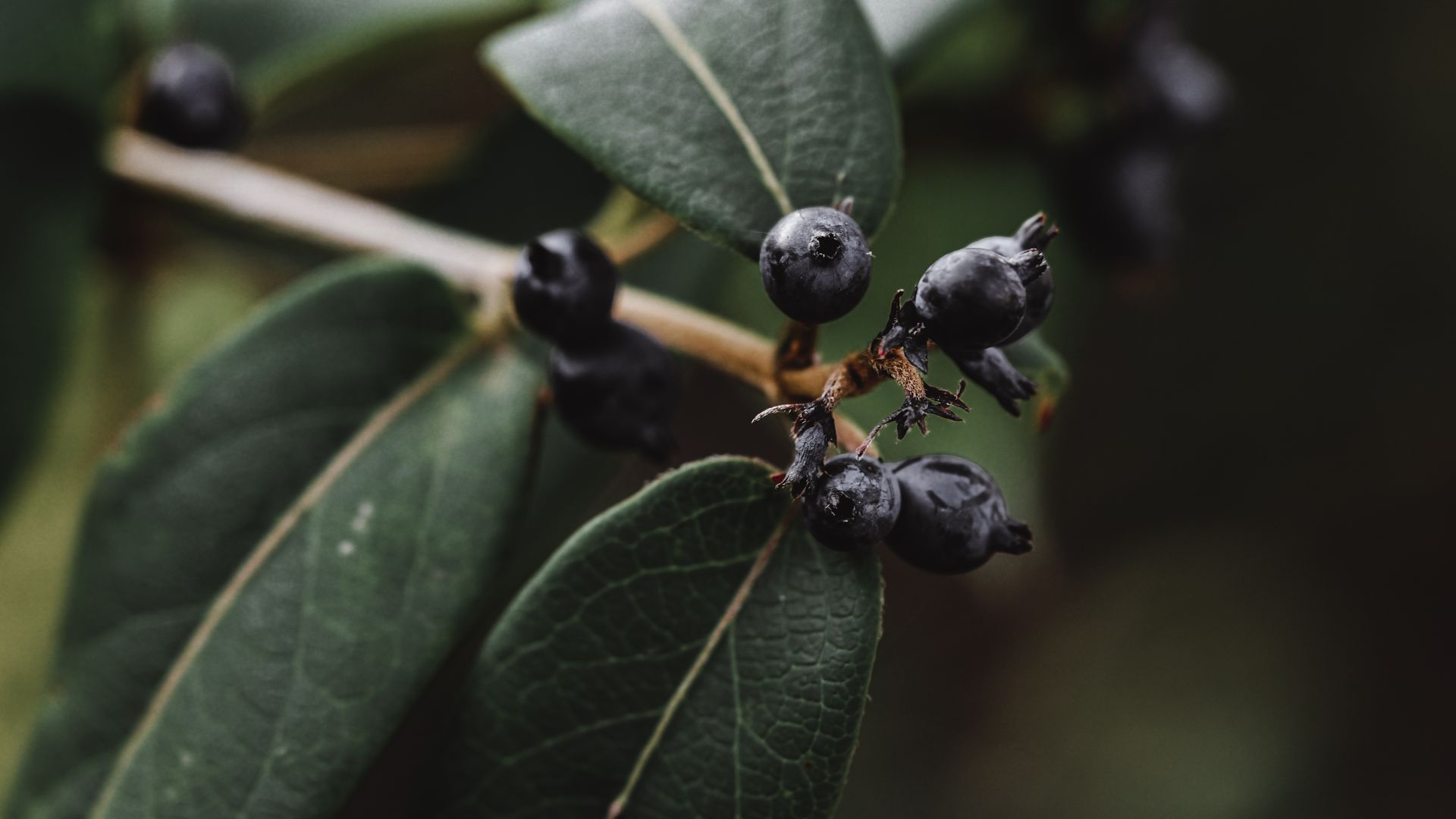 Detailed macro shot of ripe blackberries with green leaves on a branch in natural light.
