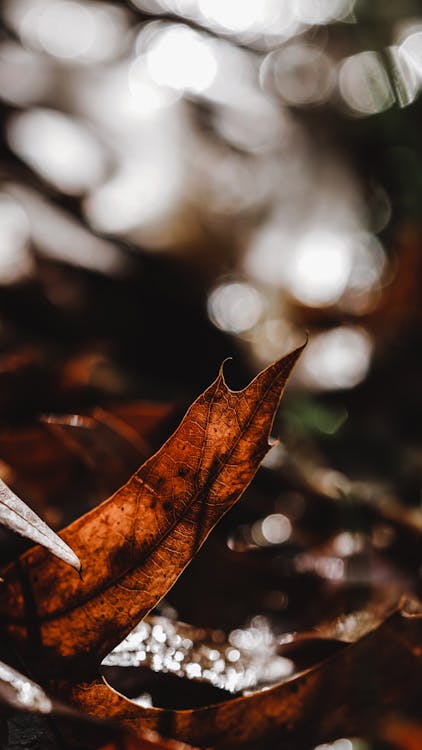 Brown Leaf in Close-up Photography · Free Stock Photo