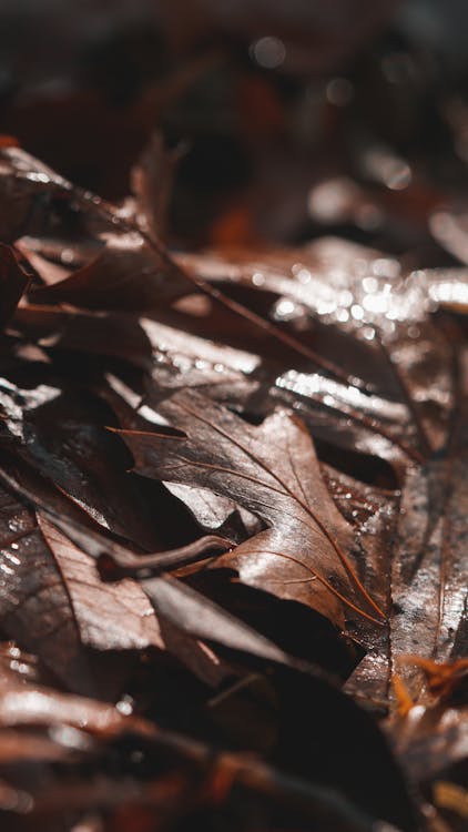 Brown Dried Leaves on the Ground · Free Stock Photo