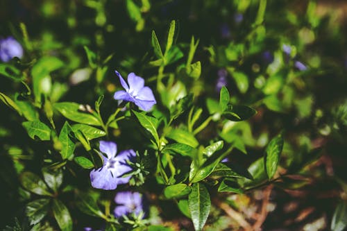 Green leaves & purple flowers