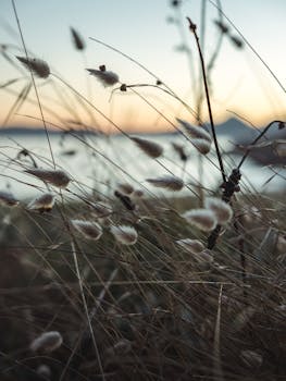 Soft focus on golden grass against a serene sunset near a tranquil lake.