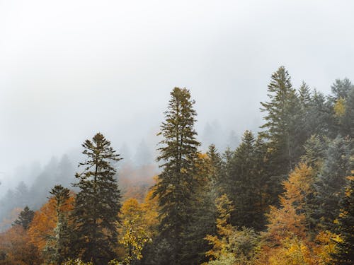 Green and Brown Trees Under White Sky