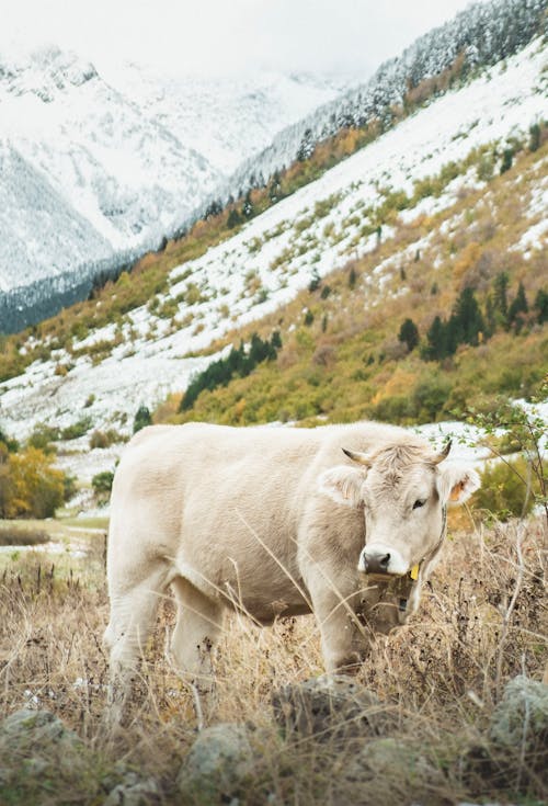 Gratuit Imagine de stoc gratuită din animal, animale domestice, bovine Fotografie de stoc