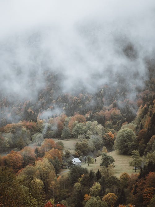 Imagine de stoc gratuită din arbori, cădere, ceață