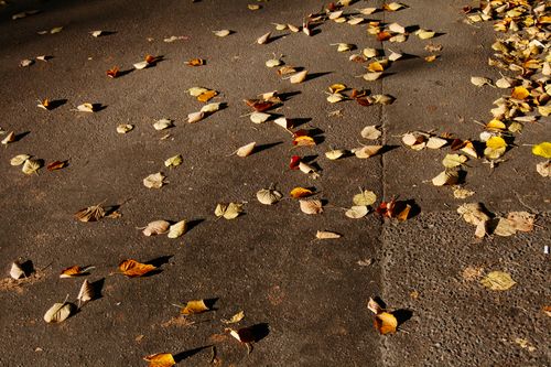 Free From above of dry fallen yellow leaves scattered on aged asphalt road on sunny autumn day Stock Photo