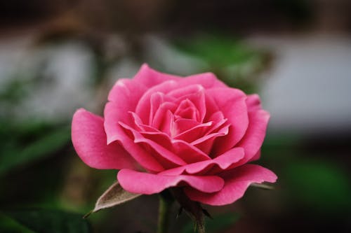 Gratis arkivbilde med blomst, blomsterblad, bokeh