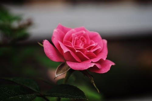 A Pink Rose in Bloom