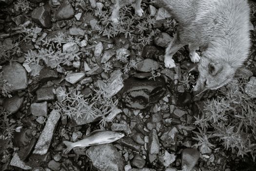 From above of black and white abandoned dog standing on wet stones and barking on fish at lakeside