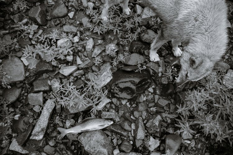 Homeless Dog Barking On Fish On Stony Terrain