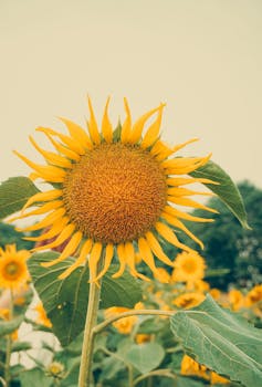 A striking close-up of a sunflower in full bloom against a green backdrop, capturing the essence of summer in Hanoi.
