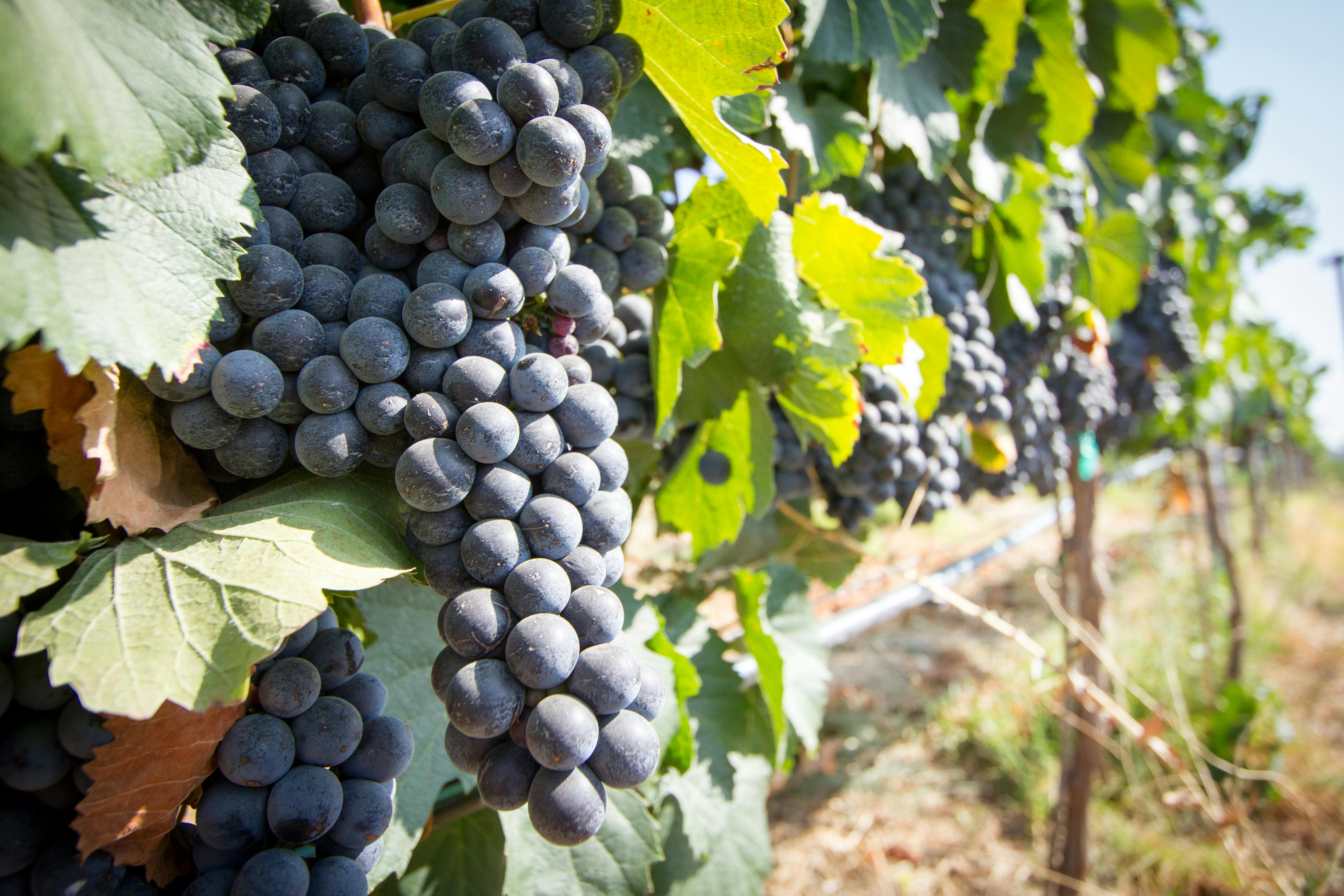 pexels-photo-582905.jpeg?auto=compress&c