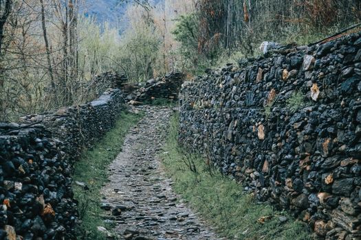 A scenic stone pathway surrounded by dense forest in Pakistan, showcasing natural beauty and tranquility.
