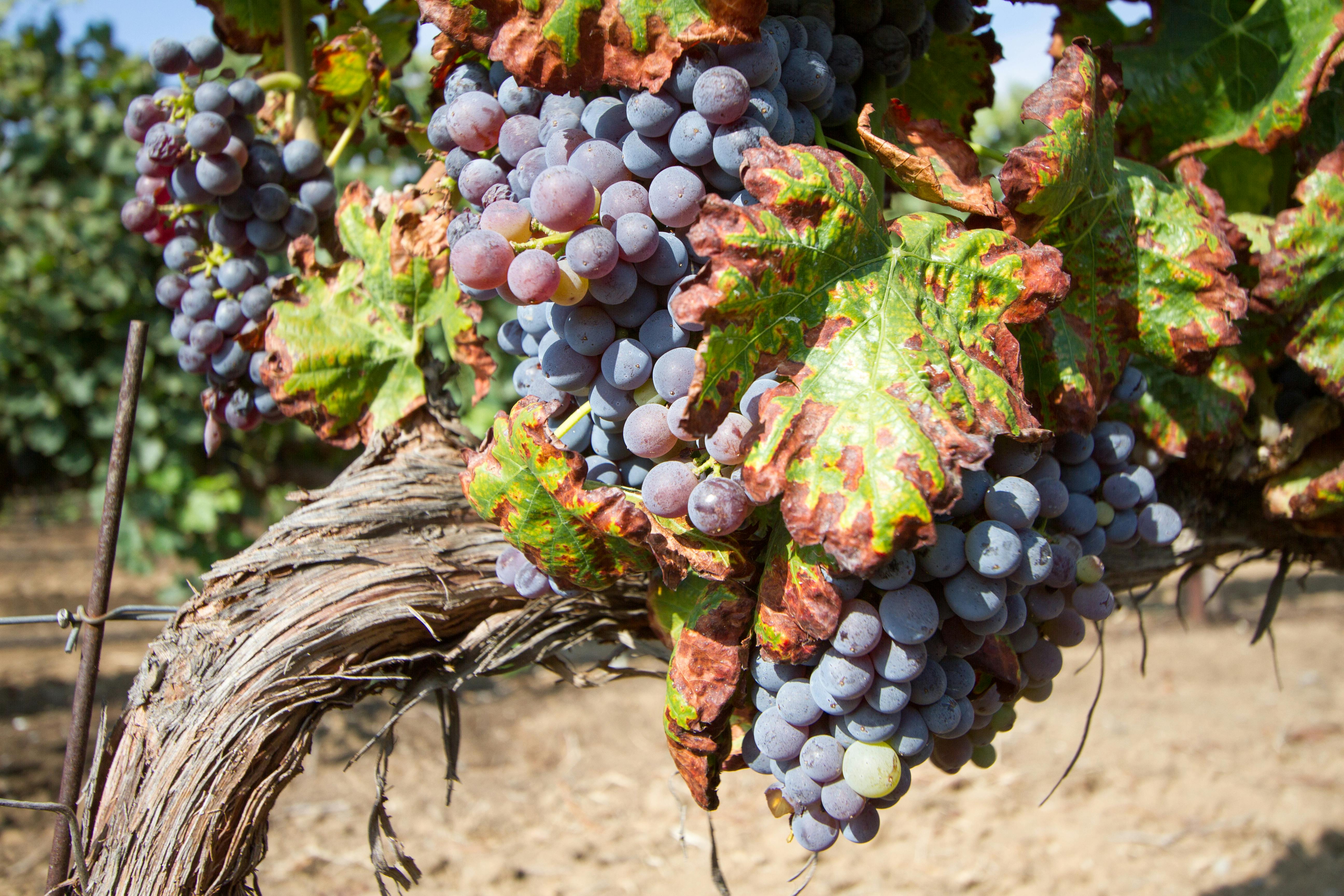 Free stock photo of #winery #grapes #harvest #temeculawinecountry