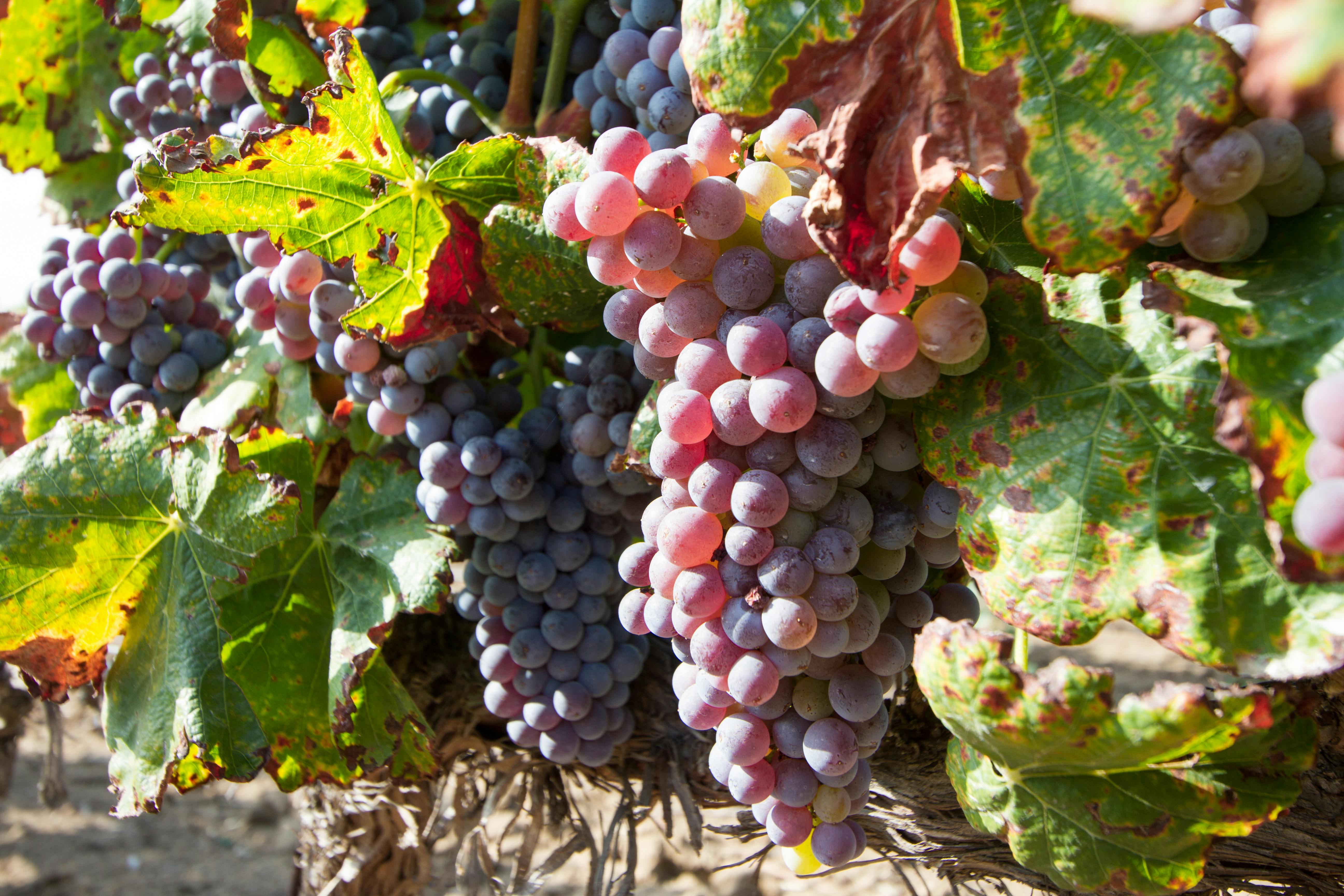 Free stock photo of grapes, harvest, winery