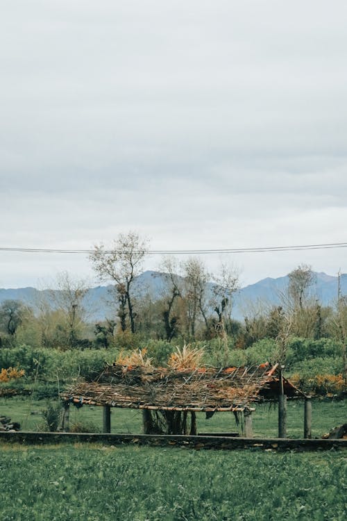 Photos gratuites de arbres, campagne, clairière